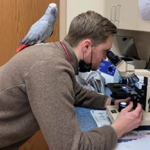 Staff member looking into microscope with bird on his back